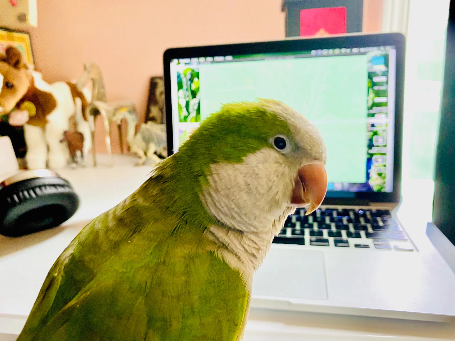 Mango the parrot at a computer