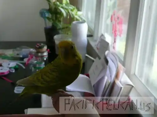 Ava the parakeet